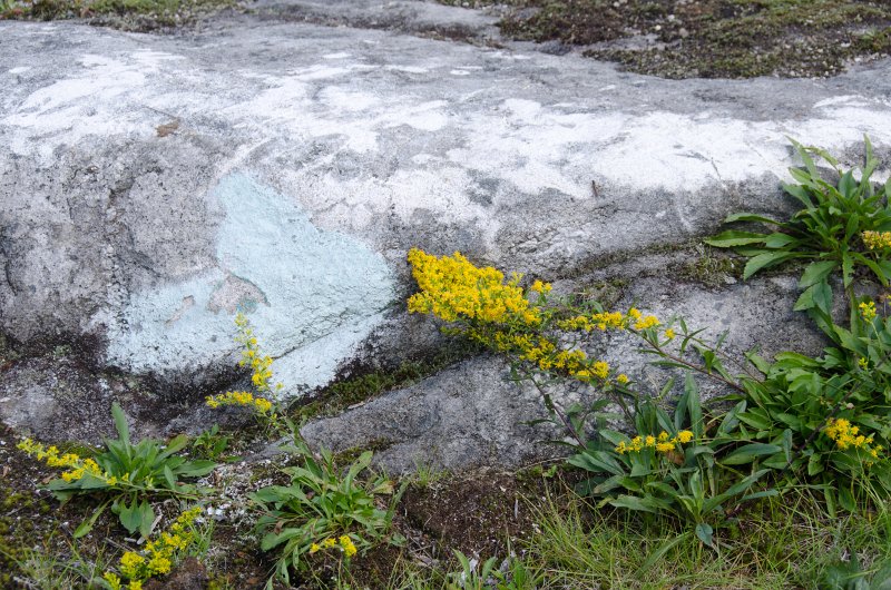 Maine090113-8273.jpg - Wildflowers seen while walking south along Three Mile Trail to Barker Mountain, Sunday River