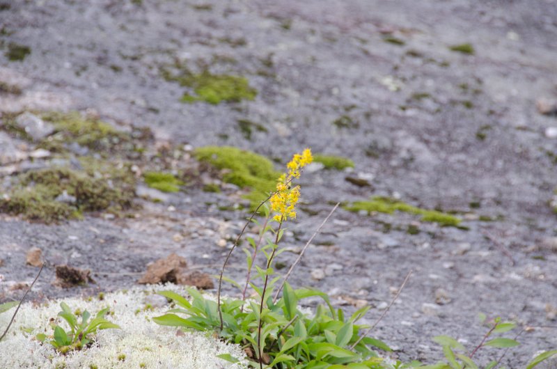 Maine090113-8278.jpg - Wildflowers seen while walking south along Three Mile Trail to Barker Mountain, Sunday River