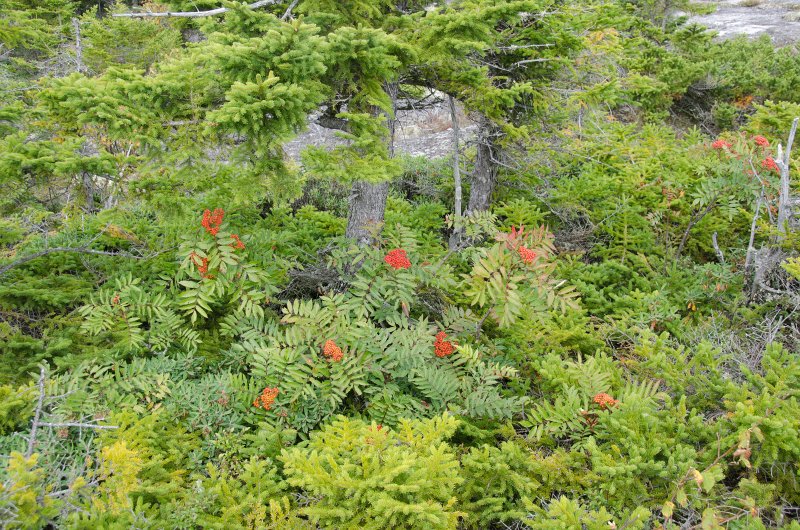 Maine090113-8311.jpg - Some pretty flowers at the look-out point on the backside of Locke Mountain facing west toward New Hampshire and Mount Washington