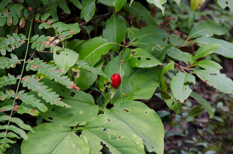 Maine090113-8313.jpg - Hiked Sunday River North Peak to Loche Mountain