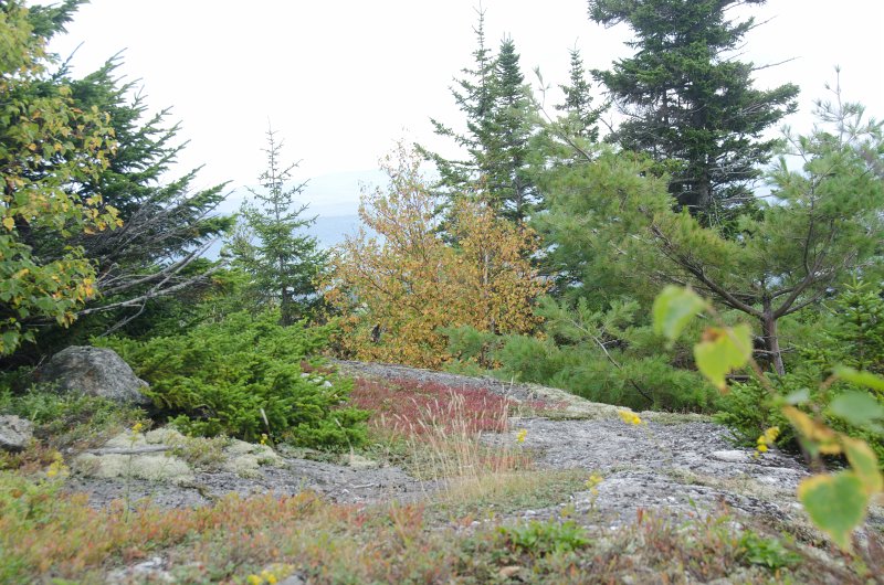 Maine090113-8317.jpg - Nice vegetation at the peak of Locke Mountain.