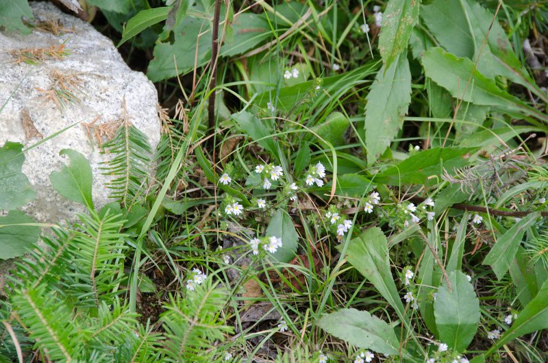 Maine090113-8330.jpg - Little tiny flowers at the top of Locke Mountain