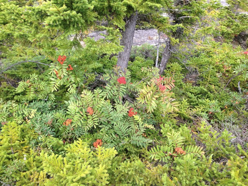 Maine090113-0006.jpg - Hiking Three Mile Trail, Barker Mountain, Sunday River, Maine