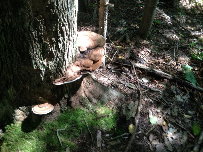 Maine090113-0033.jpg - Visiting the  Appalachian Trail as ot crosses through Graphton Notch State Park, Maine