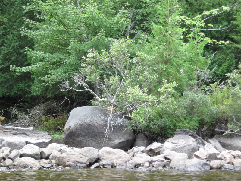 Maine090113-6130.jpg - Kayaking Umbagog Lake