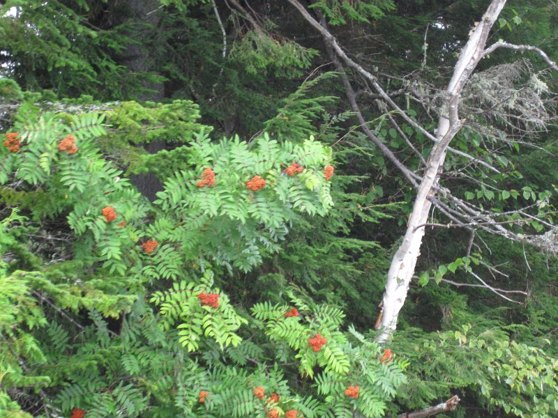 Maine090113-6140.jpg - Kayaking Umbagog Lake