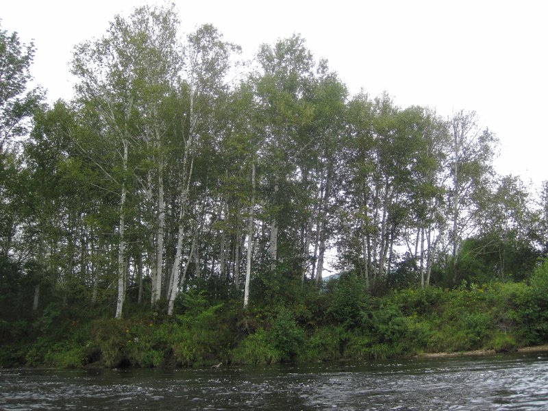 Maine090113-6027.jpg - Lots of birch trees along the river. Kayaking Androscoggin River from Shelburne to Bethel