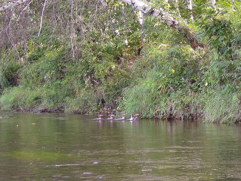Maine090113-6080.jpg - Ducks