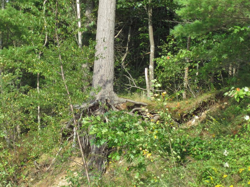 Maine090113-6094.jpg - Tree slowly eroding away. Kayaking Androscoggin River from Shelburne to Bethel
