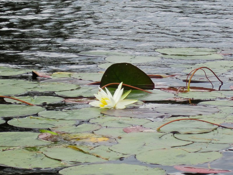 Maine090113-6139.jpg - Lilly Pad,  Umbagog Lake