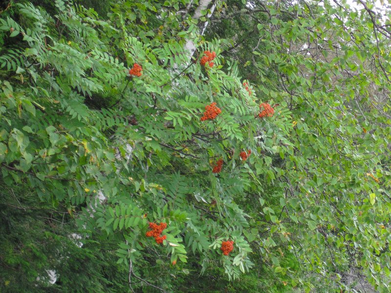 Maine090113-6141.jpg - Red Berries Umbagog Lake