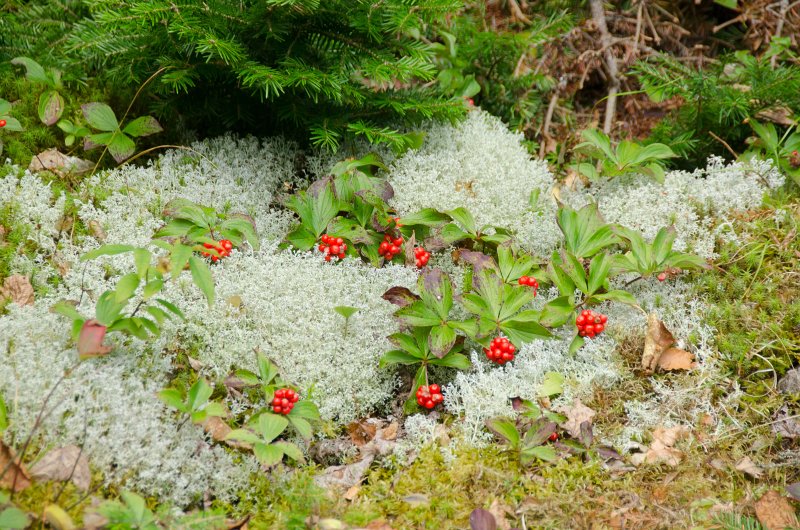 Maine090113-8260.jpg - Lichen and the fruit of the Canadian Dogwood tree and other pretty vegetation seen while walking south along Three Mile Trail to Barker Mountain, Sunday River