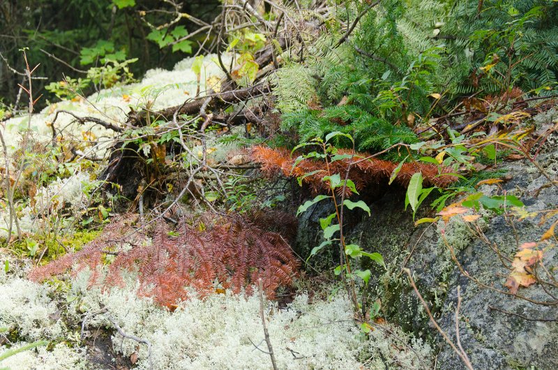Maine090113-8264.jpg - Lichen and other pretty vegetation seen while walking south along Three Mile Trail to Barker Mountain, Sunday River