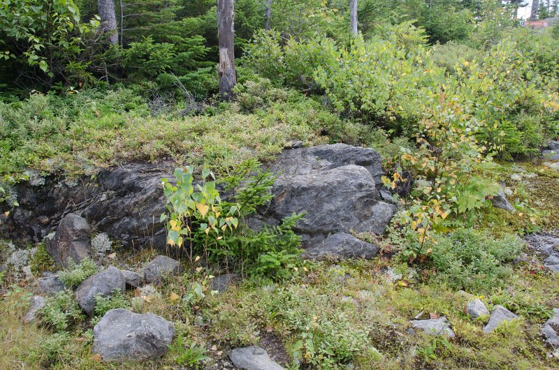 Maine090113-8293.jpg - Starting on the Summit Traverse Trail from Barker Mountain to Locke Mountain