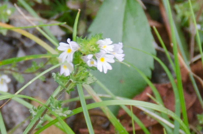 Maine090113-8327.jpg - Little tiny flowers at the top of Locke Mountain