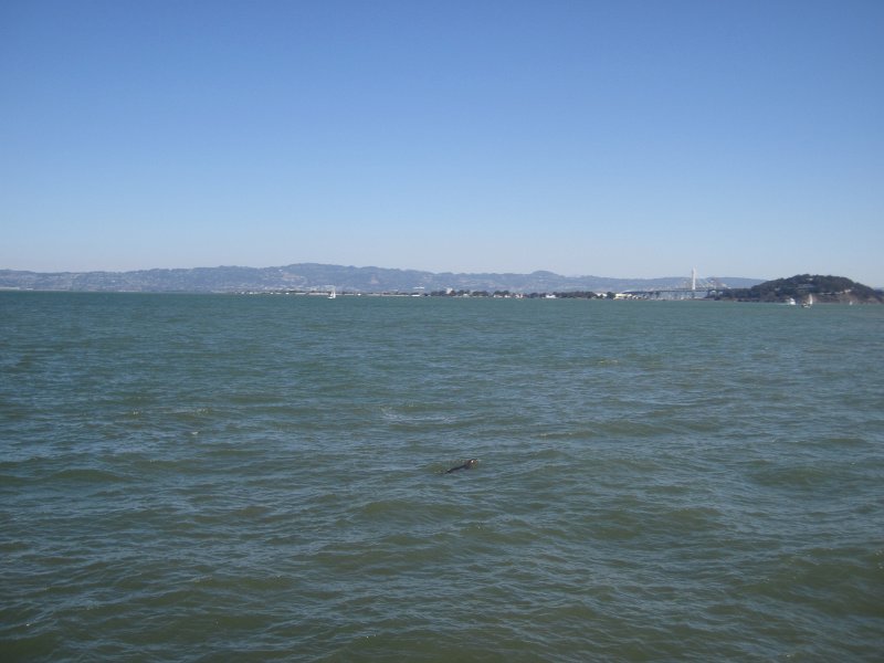 SanFrancisco100313-6308.jpg - Sealion. Sausalito Ferry to San Francisco
