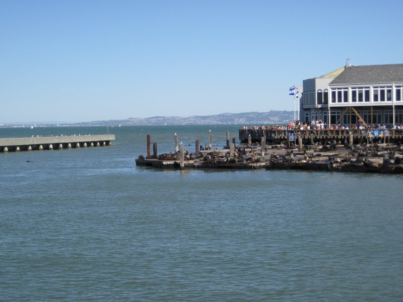 SanFrancisco100313-6322.jpg - Sea Lion Harbor viewed from Pier 41.