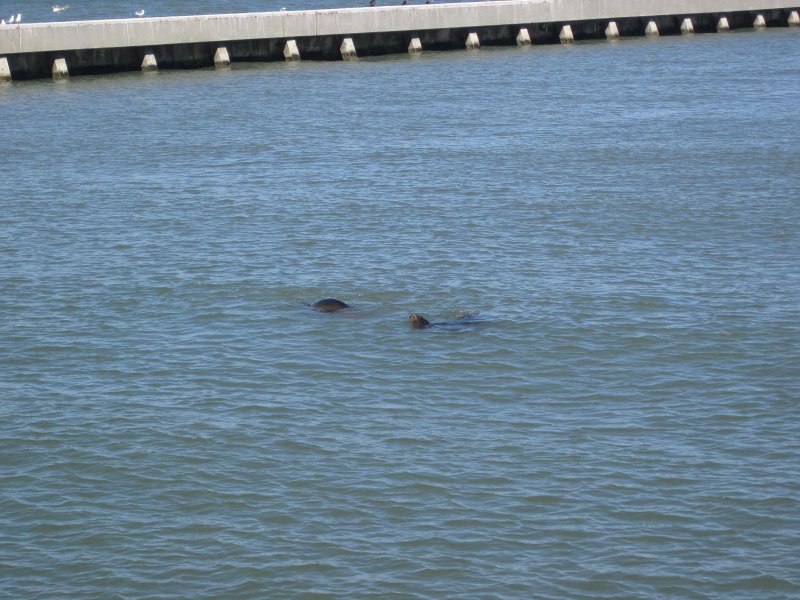SanFrancisco100313-6326.jpg - Sea Lions. Viewed from Pier 41.