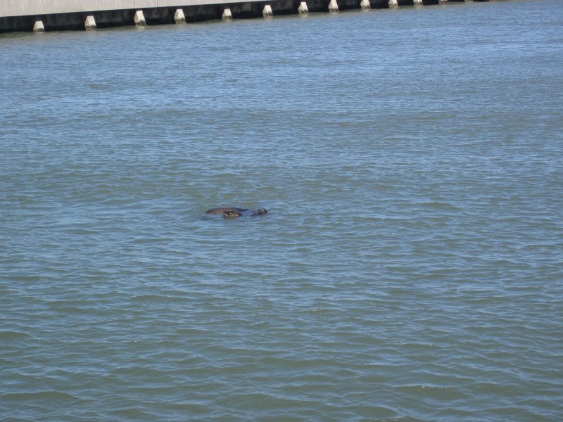 SanFrancisco100313-6327.jpg - Sea Lions. Viewed from Pier 41.