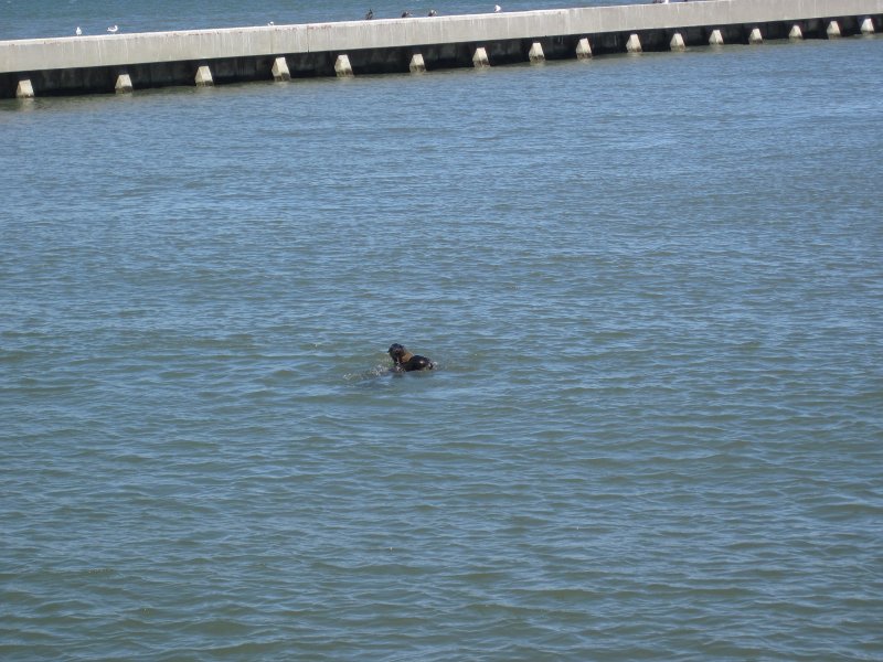 SanFrancisco100313-6328.jpg - Sea Lions. Viewed from Pier 41.