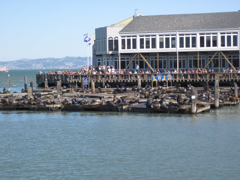 SanFrancisco100313-6316.jpg - Sea Lion Harbor viewed from Pier 41.