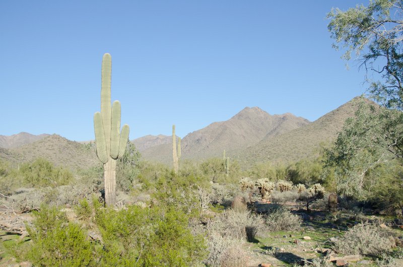 Scottsdale120513-9518.jpg - Saguaro Trail, Saguaro Cactus.