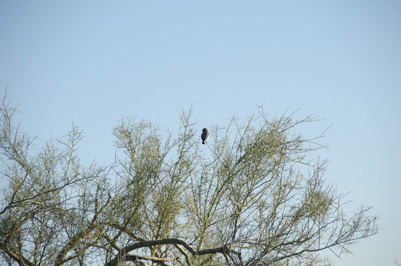 Scottsdale120513-9535.jpg - Verdin. Bajada Nature Trail