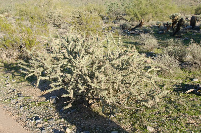 Scottsdale120513-9542.jpg - Bajada Nature Trail, Buckhorn Cholla Cactus.