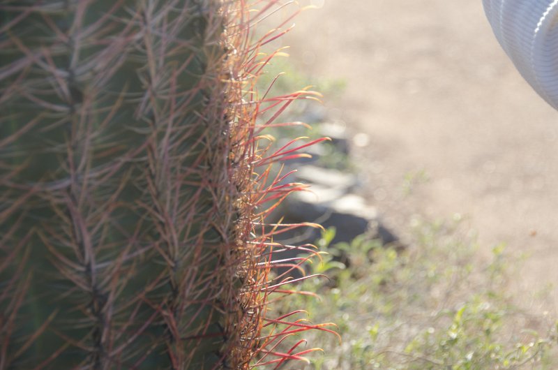 Scottsdale120513-9543.jpg - Bajada Nature Trail, Barrel Cactus, left edge