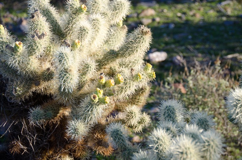 Scottsdale120513-9553.jpg - Bajada Nature Trail, Teddy-bear Cholla Cactus.