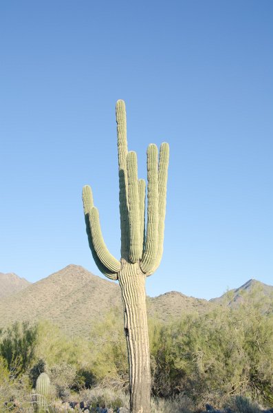 Scottsdale120513-9555.jpg - Bajada Nature Trail, Saguaro Cactus.