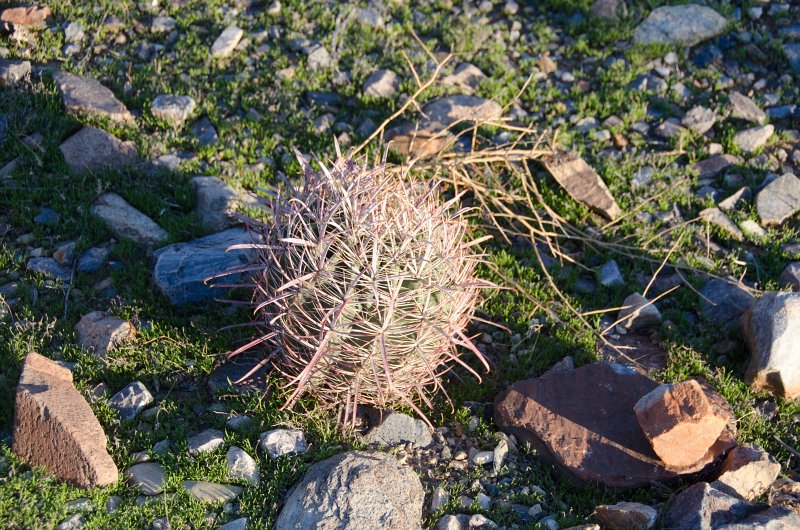 Scottsdale120513-9556.jpg - Bajada Nature Trail, Barrel Cactus