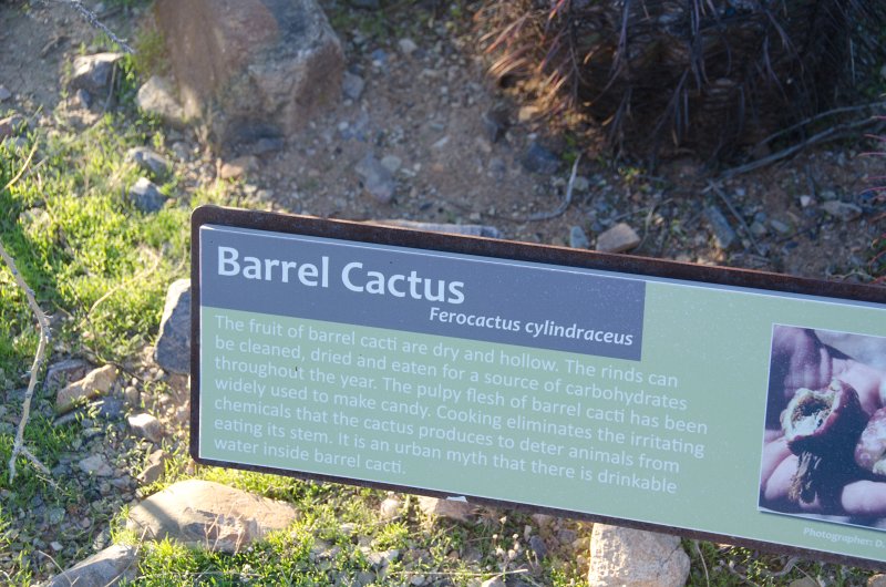 Scottsdale120513-9557.jpg - Bajada Nature Trail, Barrel Cactus
