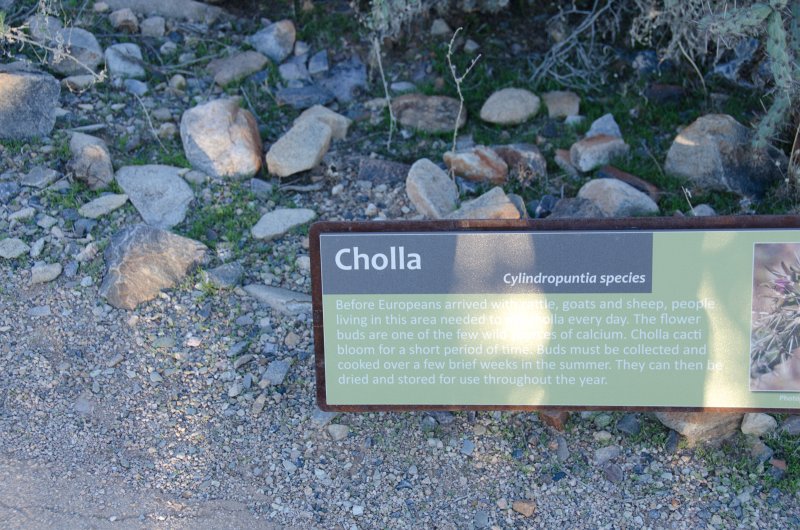 Scottsdale120513-9558.jpg - Bajada Nature Trail, Teddy-bear Cholla Cactus.