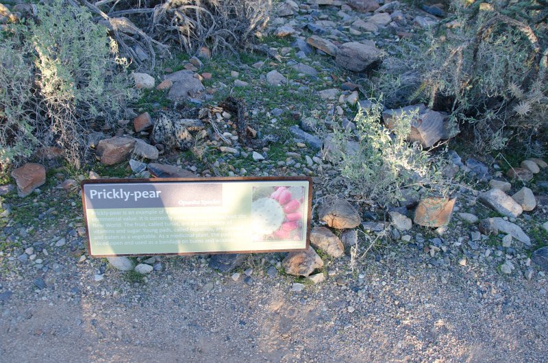 Scottsdale120513-9560.jpg - Bajada Nature Trail, Prickly-pear Cactus.
