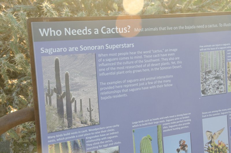 Scottsdale120513-9561.jpg - Who Needs a Cactus? Bajada Nature Trail