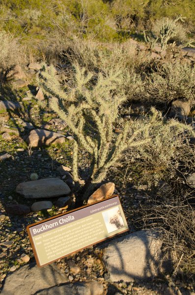 Scottsdale120513-9563.jpg - Bajada Nature Trail, Buckhorn Cholla Cactus.