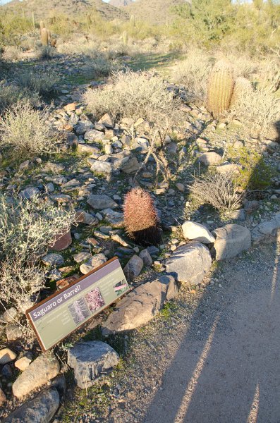 Scottsdale120513-9564.jpg - Saguaro or Barrel? Bajada Nature Trail