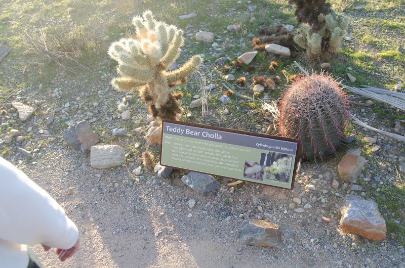 Scottsdale120513-9565.jpg - Teddy Bear Cholla. Bajada Nature Trail