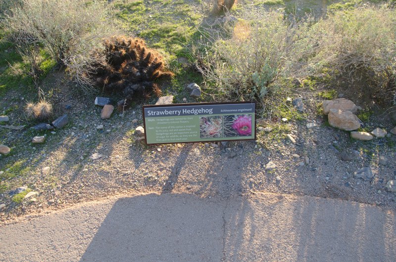 Scottsdale120513-9567.jpg - Strawberry Hedgehog. Bajada Nature Trail
