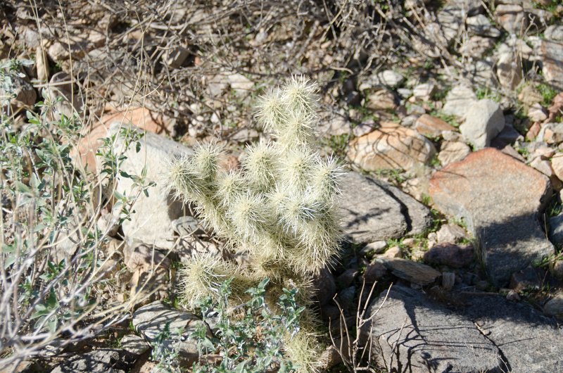 Scottsdale120513-9380.jpg - Teddy-bear Cholla Cactus. Lost Dog Wash Trail