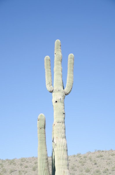 Scottsdale120513-9382.jpg - Saguaro Cactus. Lost Dog Wash Trail