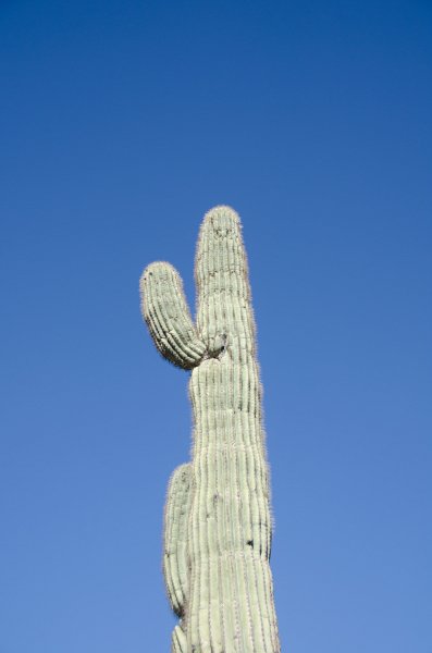 Scottsdale120513-9385.jpg - Saguaro Cactus. Lost Dog Wash Trail