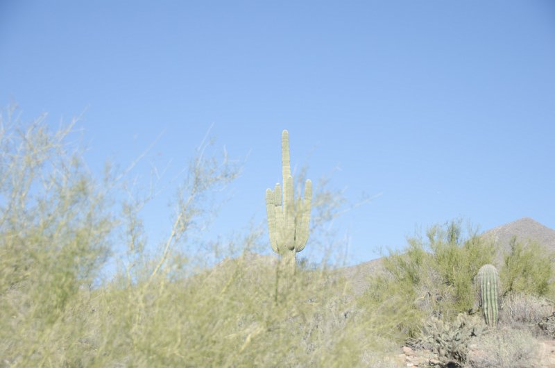 Scottsdale120513-9393.jpg - Saguaro Cactus. Lost Dog Wash Trail. Barrel Cactus, foreground right