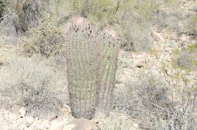 Scottsdale120513-9394.jpg - Barrel Cactus. Lost Dog Wash Trail