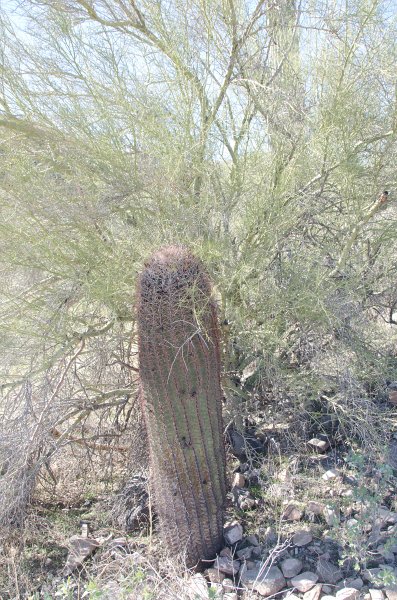 Scottsdale120513-9396.jpg - Barrel Cactus. Lost Dog Wash Trail