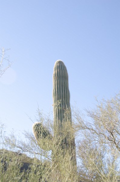 Scottsdale120513-9397.jpg - Saguaro Cactus. Lost Dog Wash Trail
