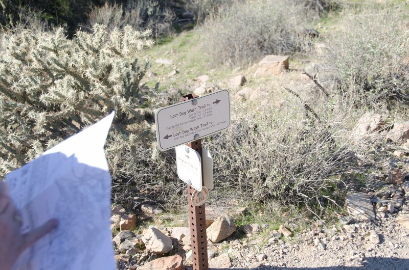 Scottsdale120513-9405.jpg - LD3. Lost Dog Wash Trail, switching over to Ringtail Trail. Buckhorn Cholla Cactus left