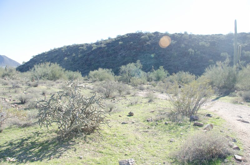 Scottsdale120513-9408.jpg - Ringtail Trail, Buckhorn Cholla Cactus, center left