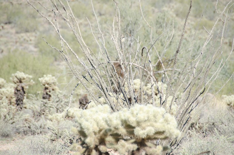 Scottsdale120513-9411.jpg - Teddy-bear Cholla Cactus. Ringtail Trail